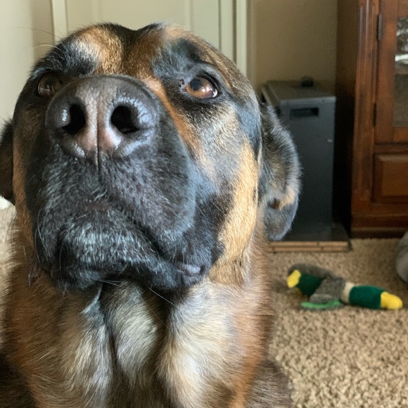 Meet your Posher, Gracie - Picture 1 of 1